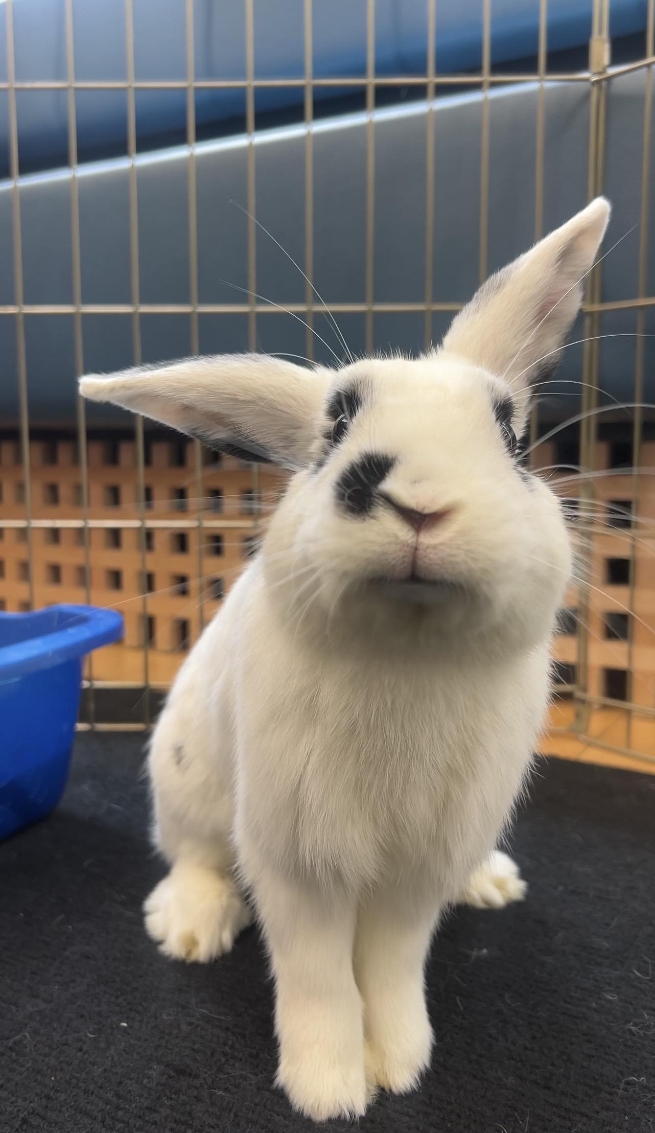 Enlarge DALE, an adopted Bunny Rabbit in Forest Hills, NY image 1/3