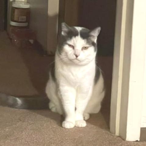 Enlarge Bunkers, a Adoptable Domestic Short Hair in Redwood Valley, CA image 1/4