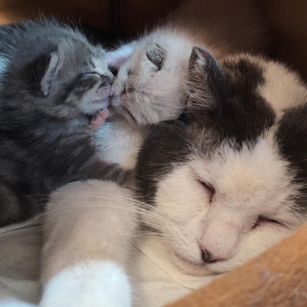 Bunkers, Adoptable, Senior Female Domestic Short Hair.