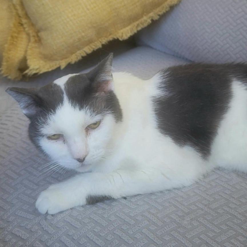 Enlarge Bunkers, a Adoptable Domestic Short Hair in Redwood Valley, CA image 3/4