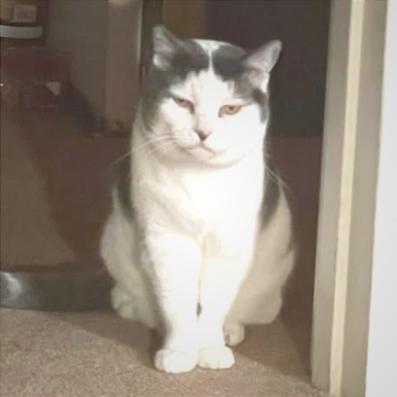 Enlarge Bunkers, a Adoptable Domestic Short Hair in Redwood Valley, CA image 4/4