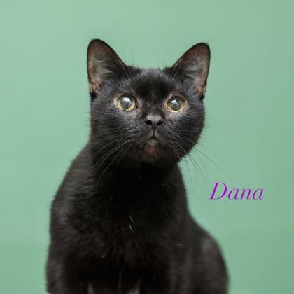 Enlarge Dana, a Adoptable mixed breed in Parma, OH image 1/1