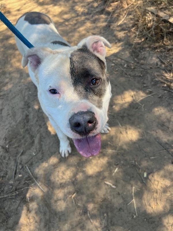 Pink, Adoptable, Adult Female Pit Bull Terrier.