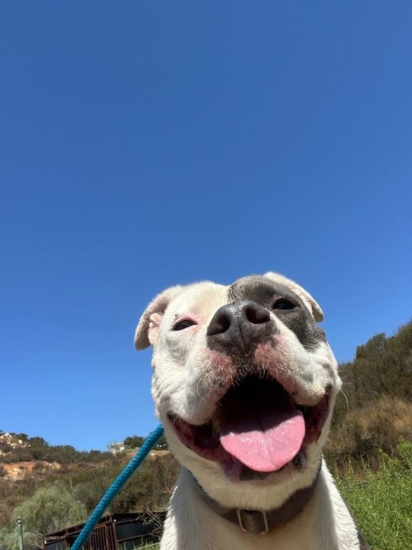 Enlarge Pink, a Adoptable mixed breed in Jamul, CA image 2/6