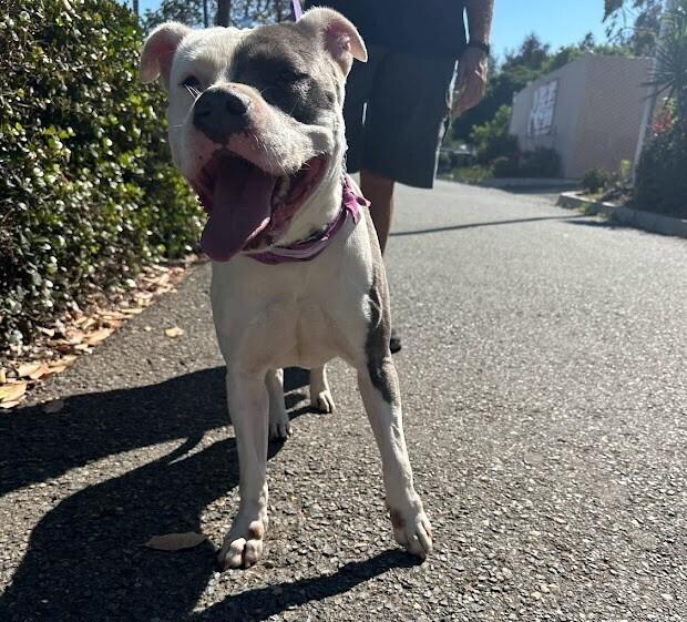 Enlarge Pink, a Adoptable mixed breed in Jamul, CA image 3/6