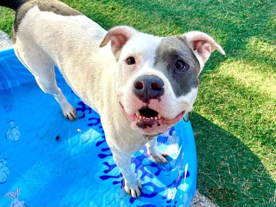 Enlarge Pink, a Adoptable mixed breed in Jamul, CA image 4/6