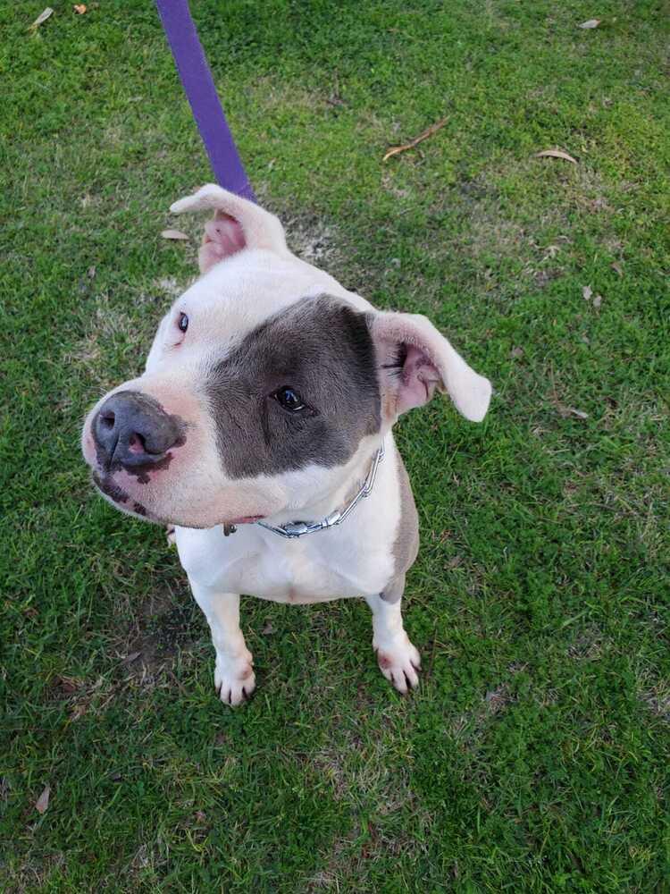 Enlarge Pink, a Adoptable mixed breed in Jamul, CA image 5/6