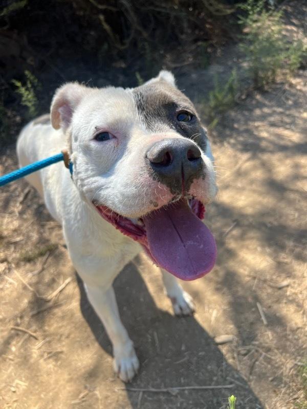 Enlarge Pink, a Adoptable mixed breed in Jamul, CA image 6/6