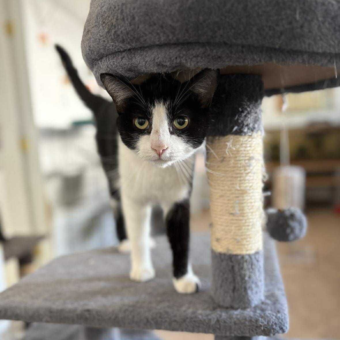 Enlarge Kimchi, a Adoptable Domestic Short Hair in Las Cruces, NM image 1/1