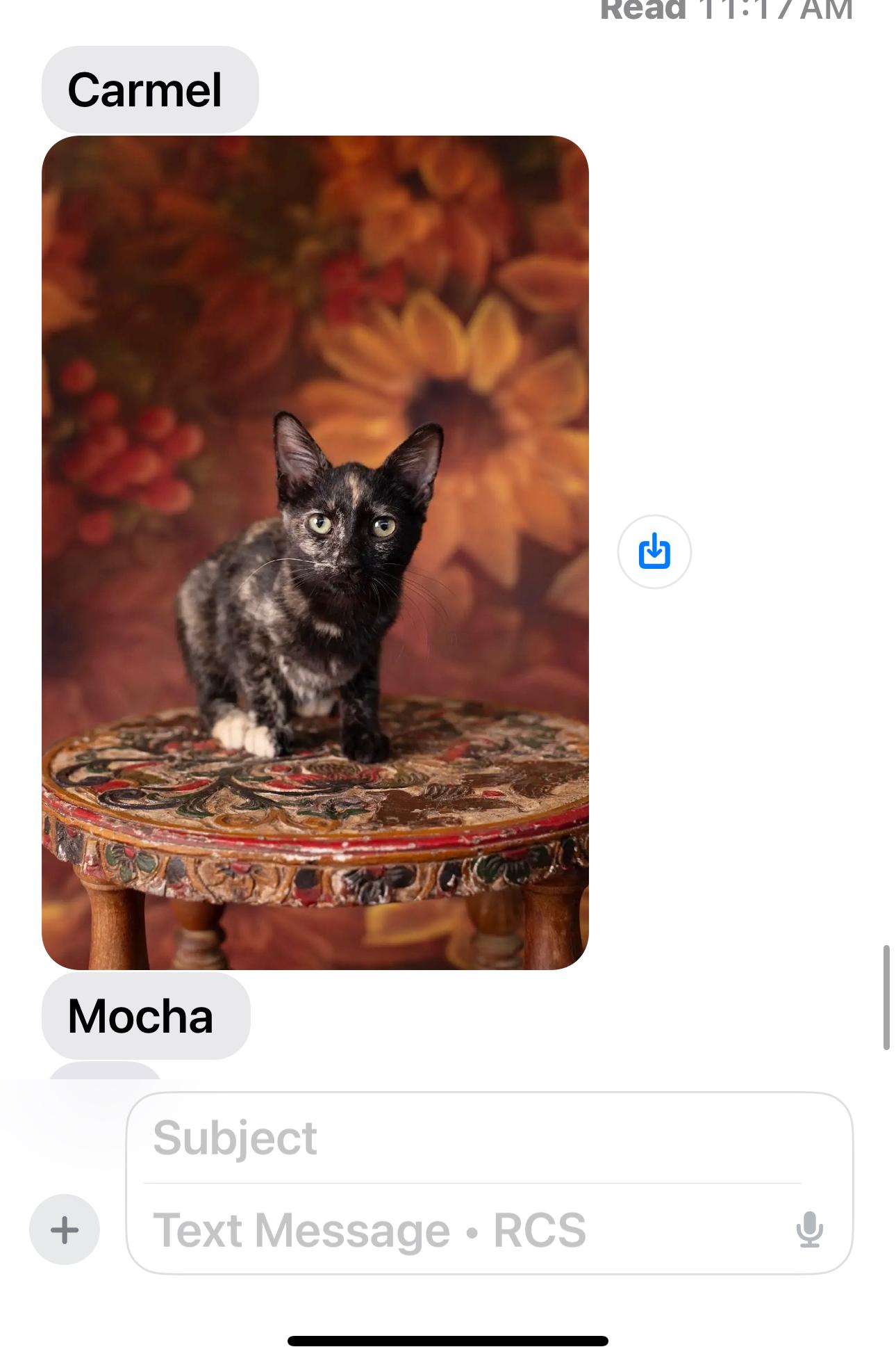 Mocha kitten, Adopted, Kitten Female Tortoiseshell.