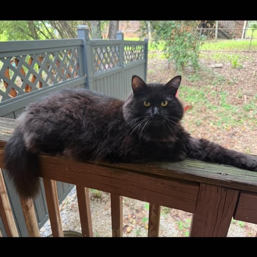 Enlarge Venom, a Adoptable Domestic Long Hair in quinton, AL image 2/3