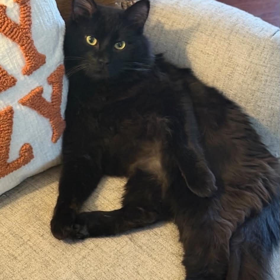 Venom, Adoptable, Adult Male Domestic Long Hair.