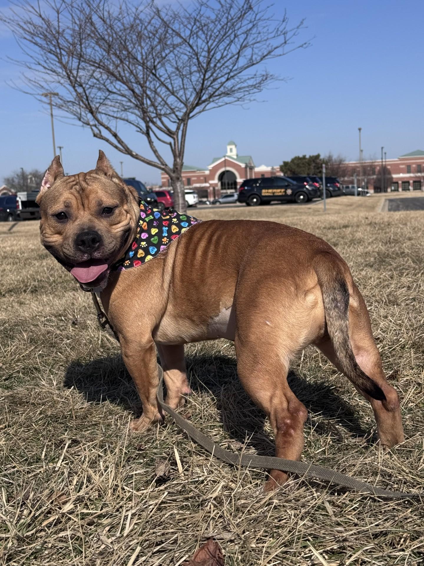 Penny Parker, adopted, Young Female Pit Bull Terrier.