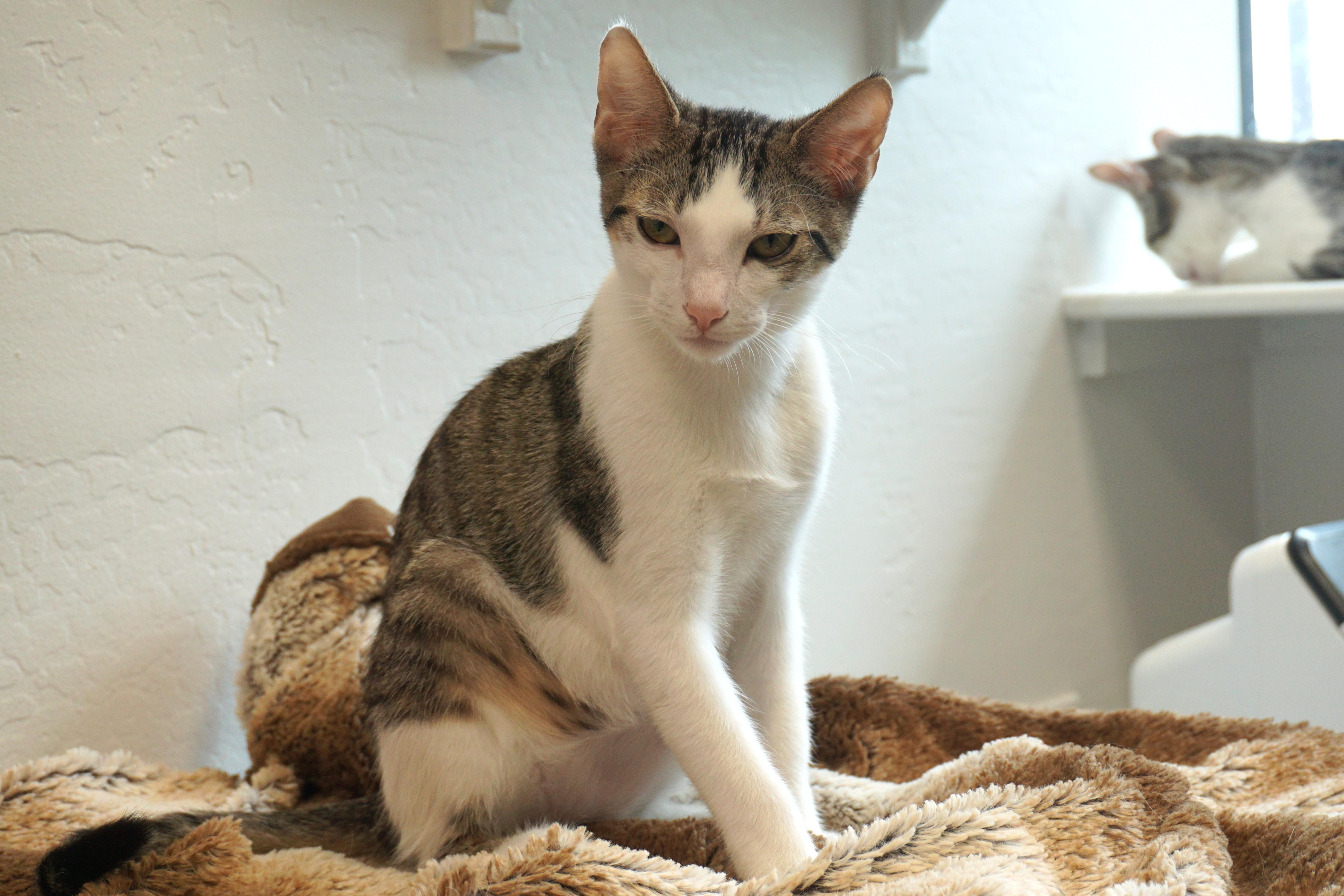 Soren, a ADOPTABLE Domestic Short Hair in Fountain Hills, AZ image 3/3