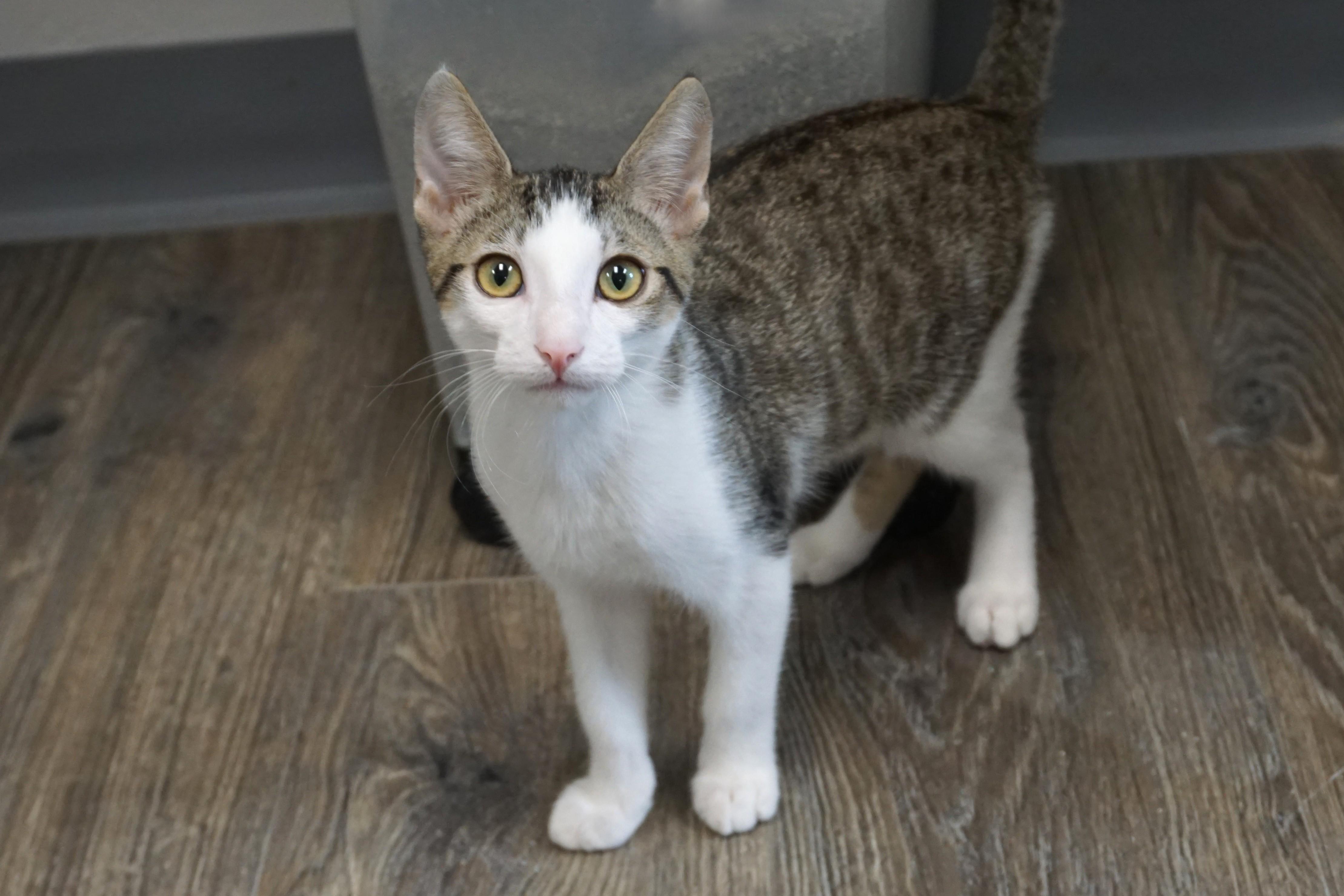 Soren, a ADOPTABLE Domestic Short Hair in Fountain Hills, AZ image 1/3