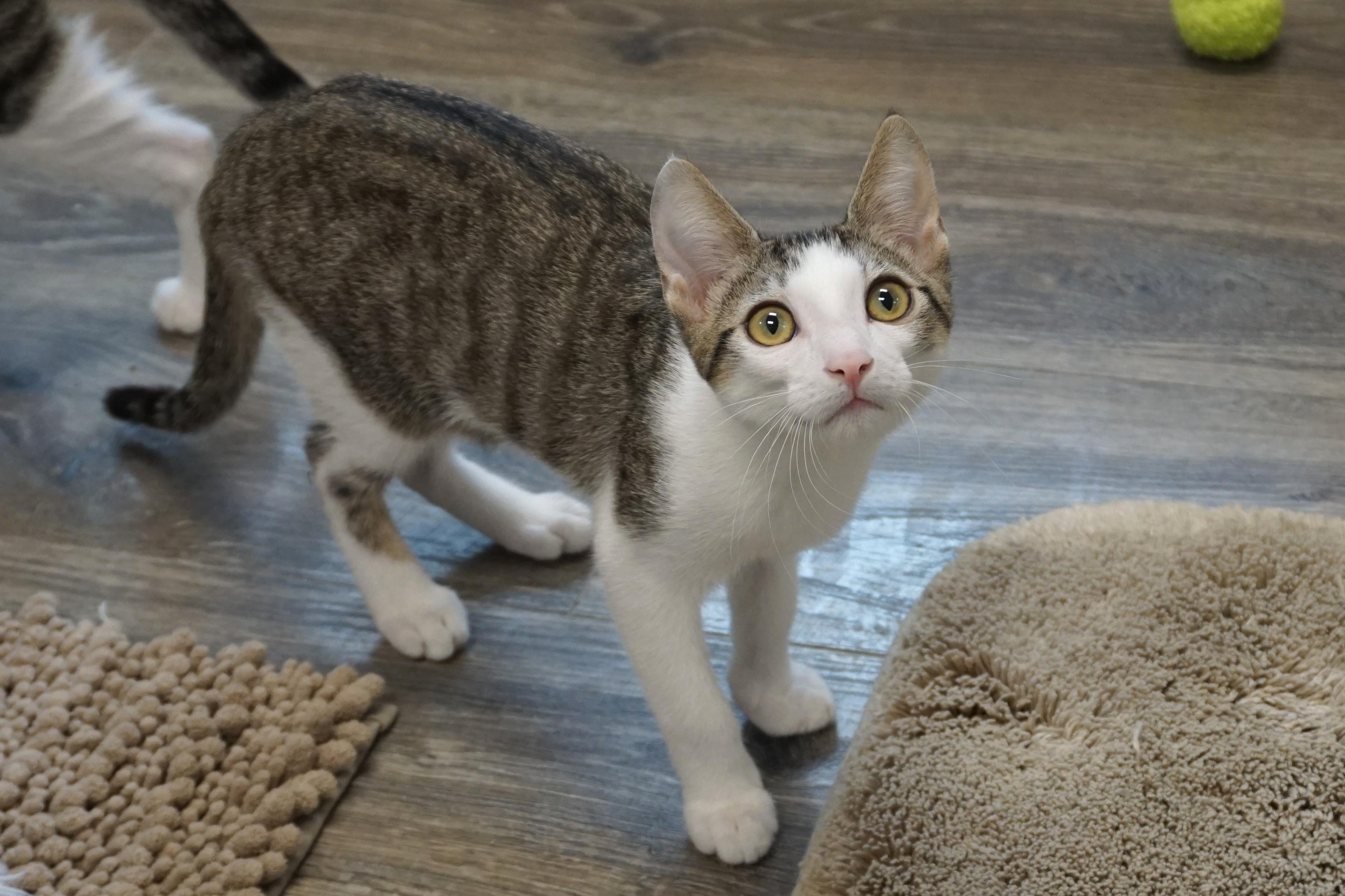 Soren, a ADOPTABLE Domestic Short Hair in Fountain Hills, AZ image 2/3