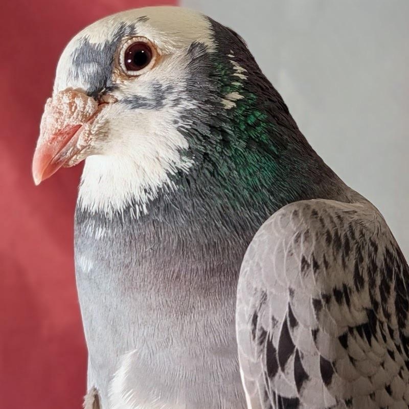 Enlarge Lin Ling, an adopted Pigeon in Chicago, IL image 4/4