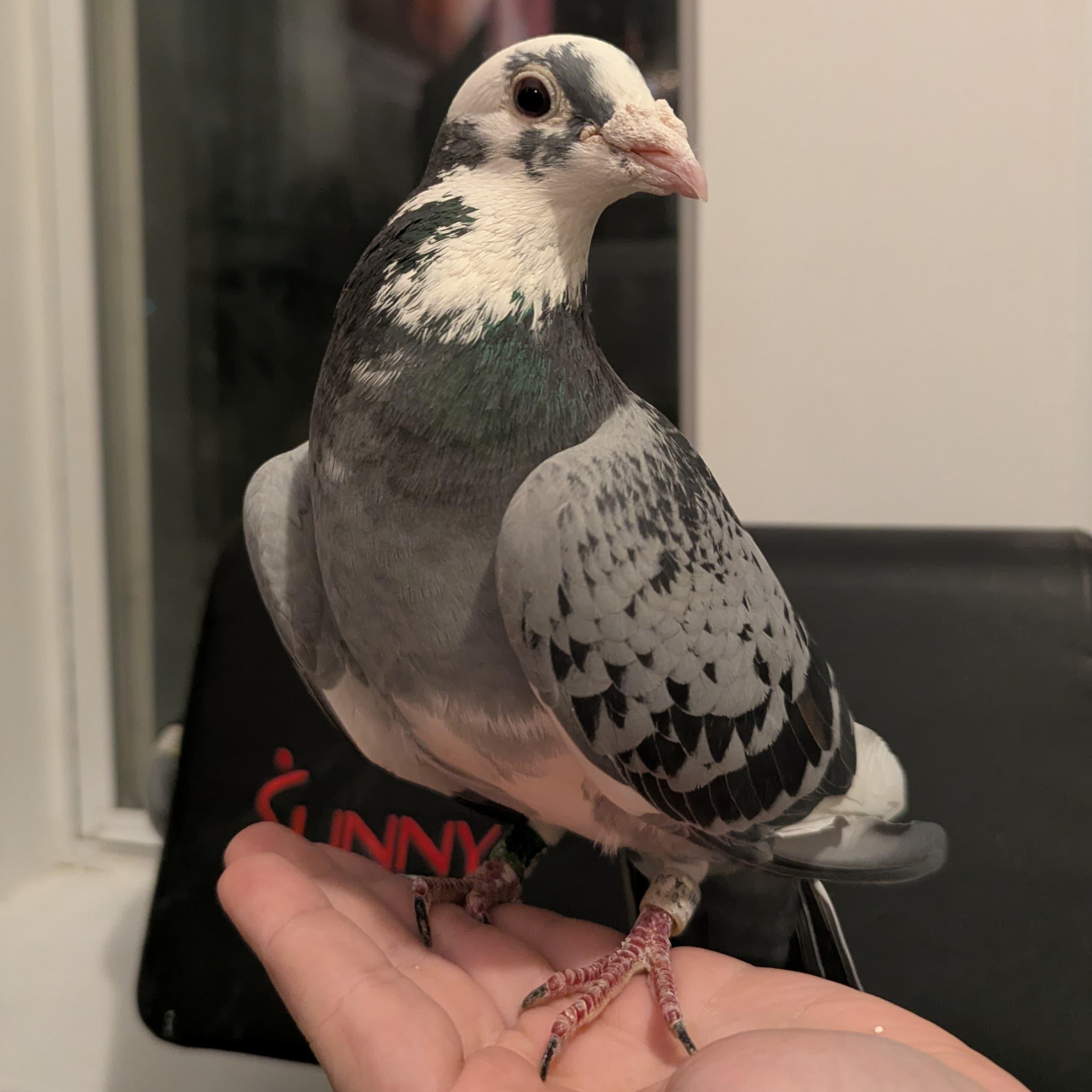 Enlarge Lin Ling, an adopted Pigeon in Chicago, IL image 1/4