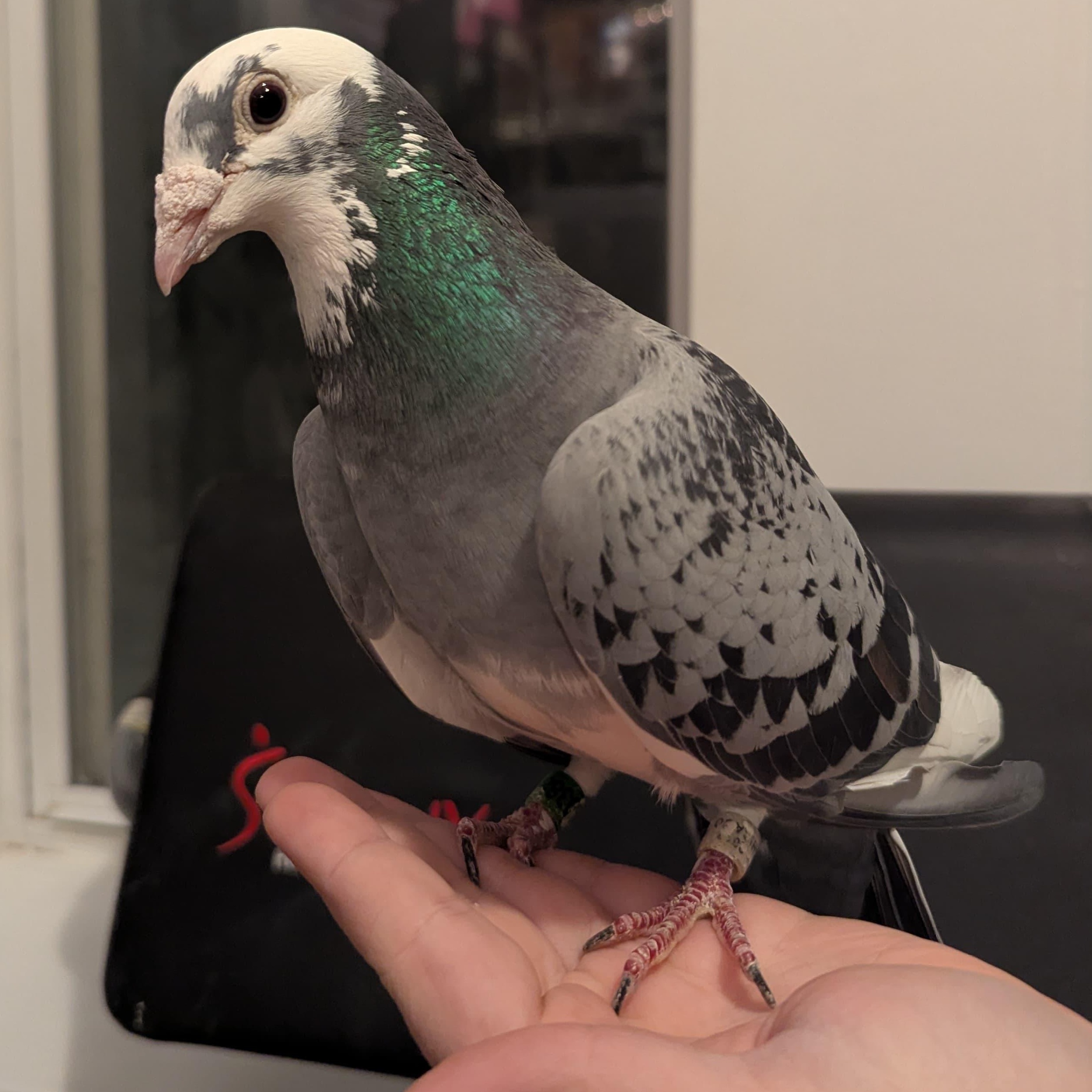Enlarge Lin Ling, an adopted Pigeon in Chicago, IL image 3/4