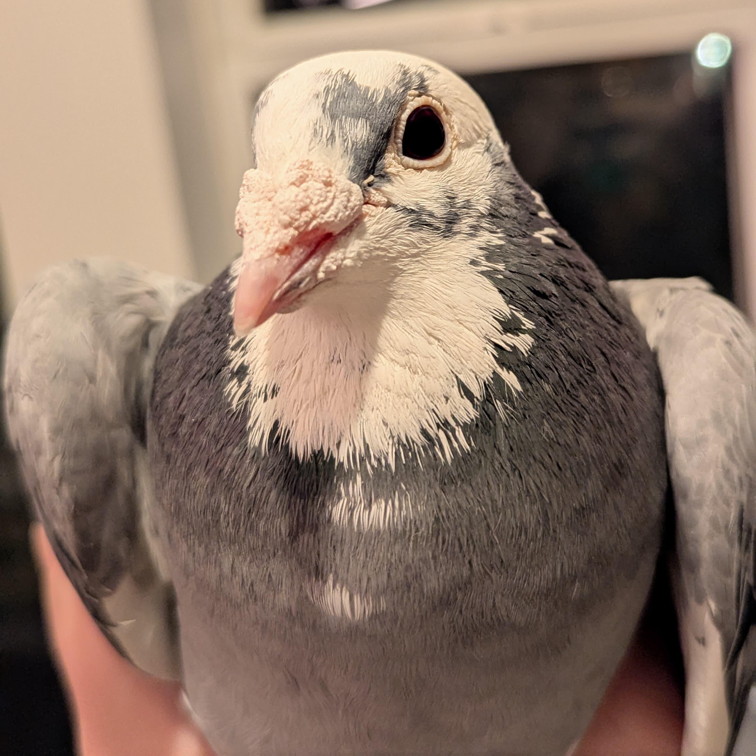 Enlarge Lin Ling, an adopted Pigeon in Chicago, IL image 2/4