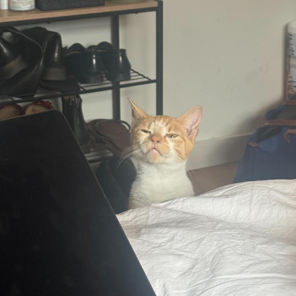 Enlarge Miss Sebastian, a Adoptable Domestic Short Hair in New York, NY image 1/6