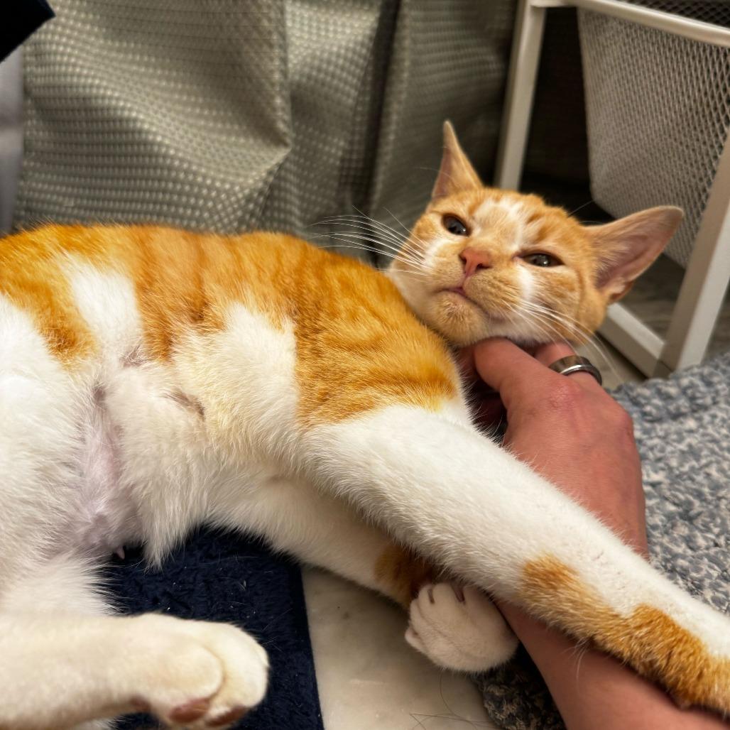 Enlarge Miss Sebastian, a Adoptable Domestic Short Hair in New York, NY image 2/6