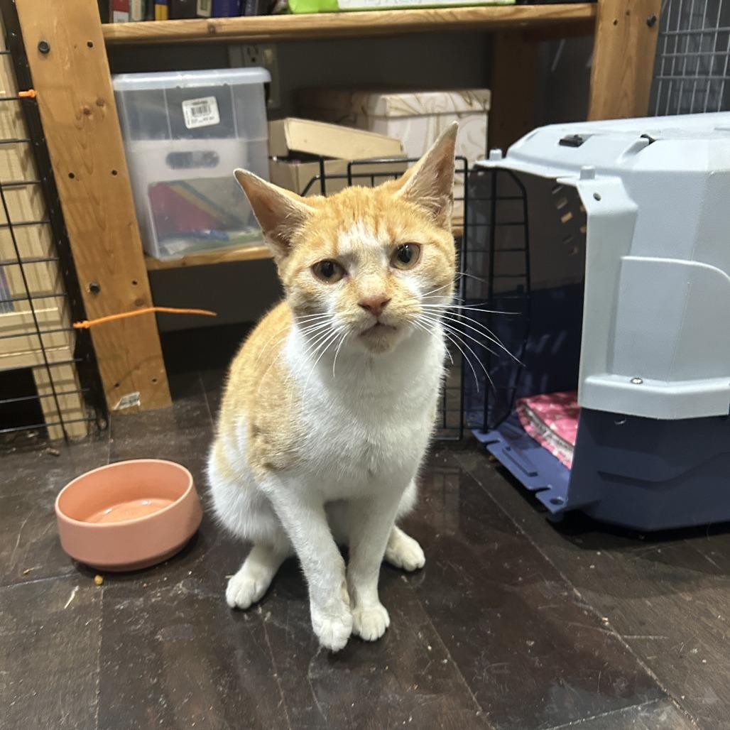 Enlarge Miss Sebastian, a Adoptable Domestic Short Hair in New York, NY image 3/6