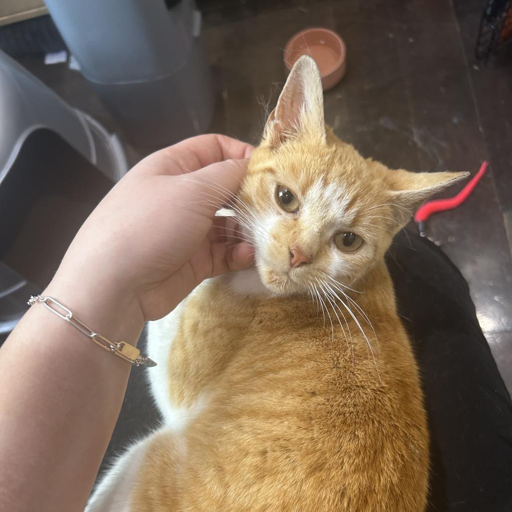 Enlarge Miss Sebastian, a Adoptable Domestic Short Hair in New York, NY image 4/6