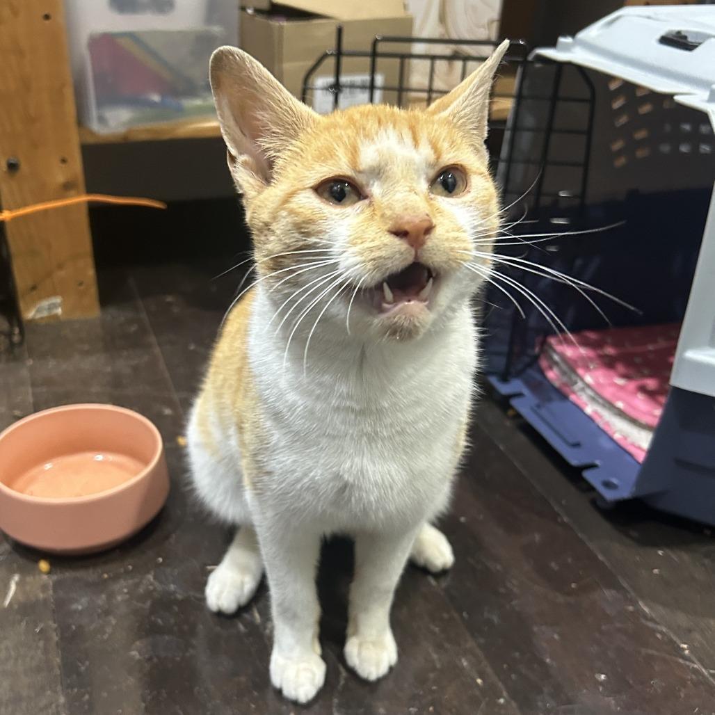 Enlarge Miss Sebastian, a Adoptable Domestic Short Hair in New York, NY image 5/6