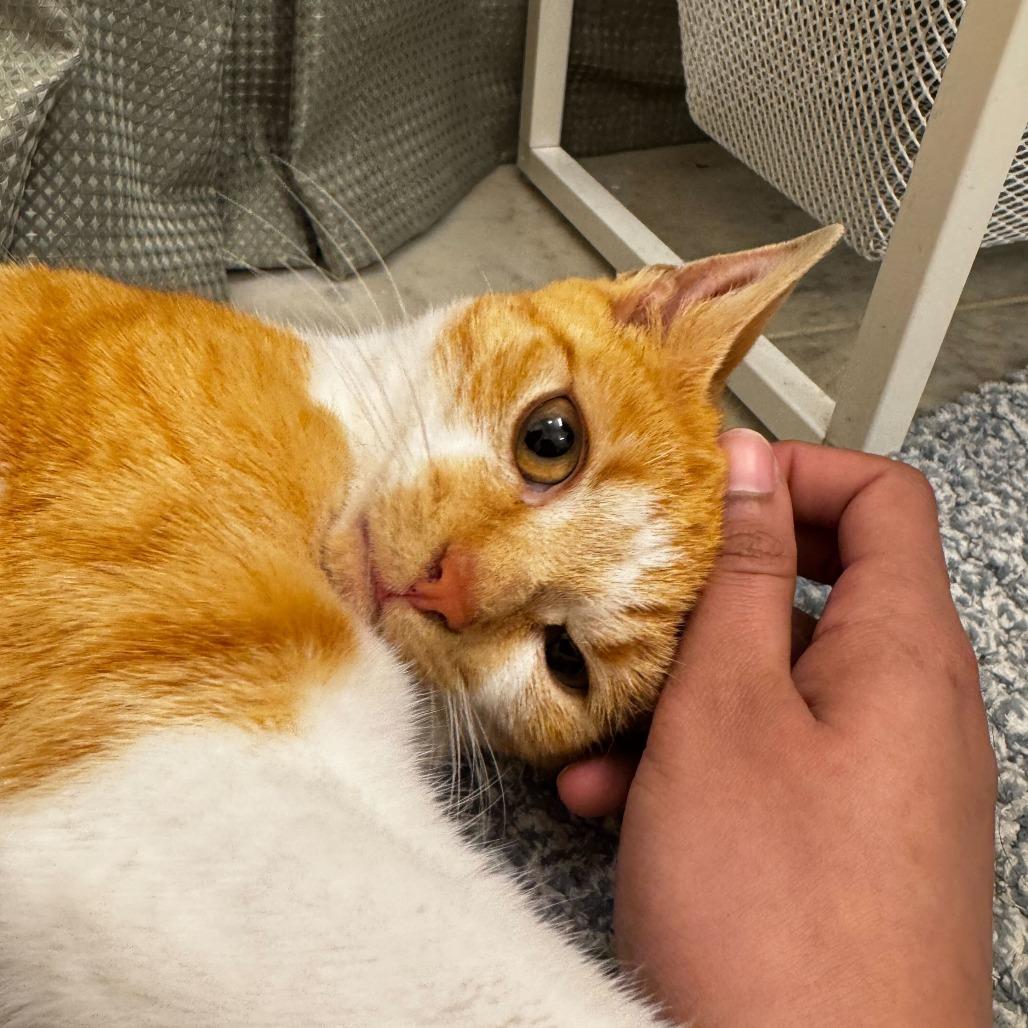 Enlarge Miss Sebastian, a Adoptable Domestic Short Hair in New York, NY image 6/6