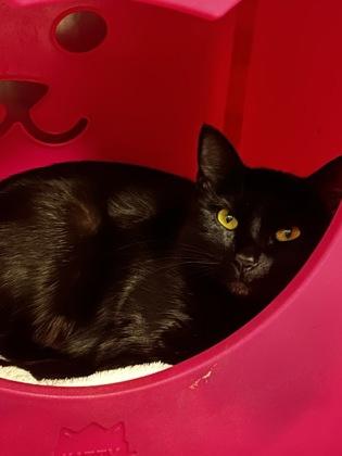 Kitty Wells, Adoptable, Adult Female Domestic Short Hair & Domestic Short Hair.