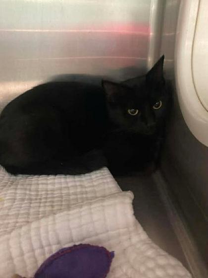 Enlarge Kitty Wells, a Adoptable mixed breed in Spruce Pine, NC image 1/1