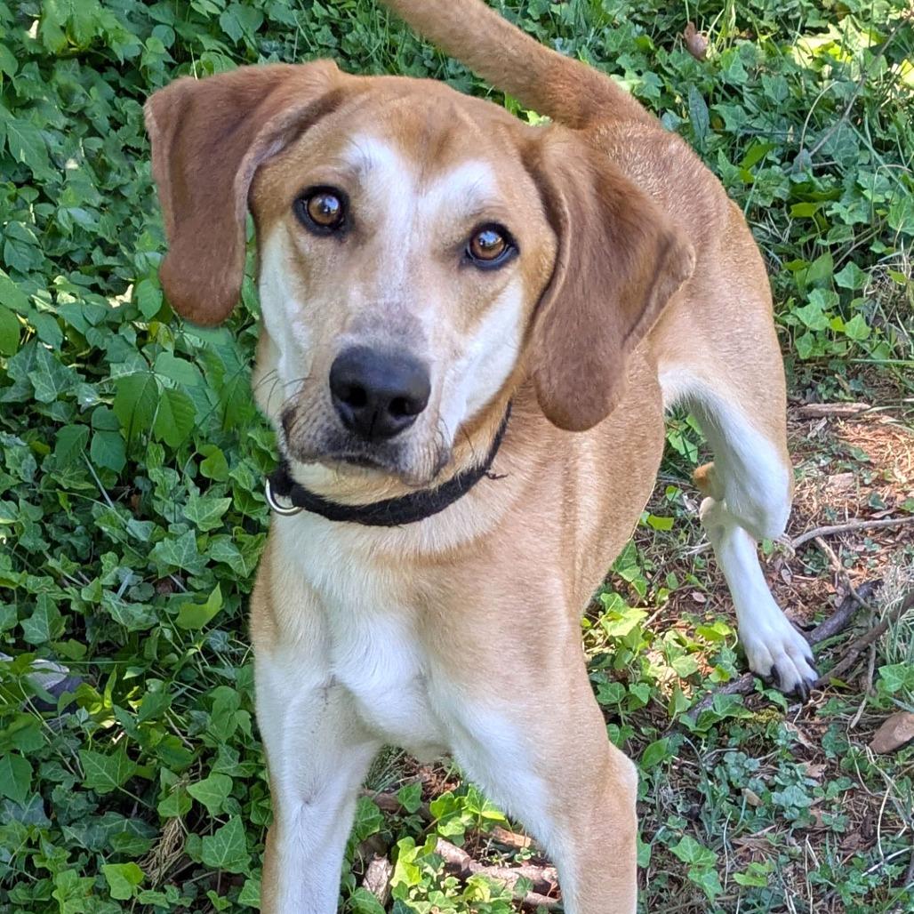 Enlarge Ricky, a Adoptable mixed breed in Charlottesville, VA image 1/6