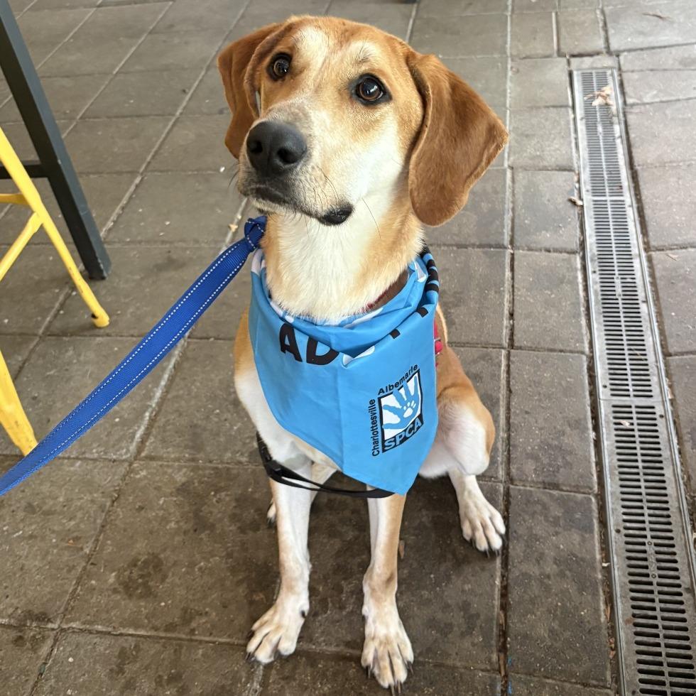 Enlarge Ricky, a Adoptable mixed breed in Charlottesville, VA image 2/6