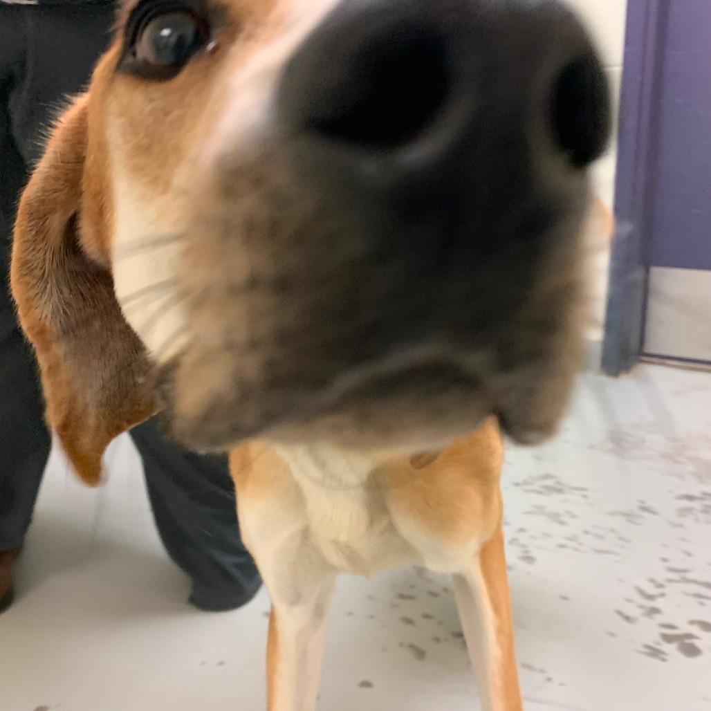 Enlarge Ricky, a Adoptable mixed breed in Charlottesville, VA image 3/6