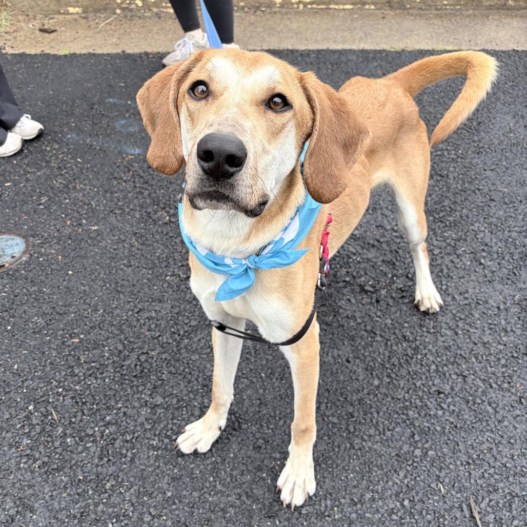 Enlarge Ricky, a Adoptable mixed breed in Charlottesville, VA image 4/6