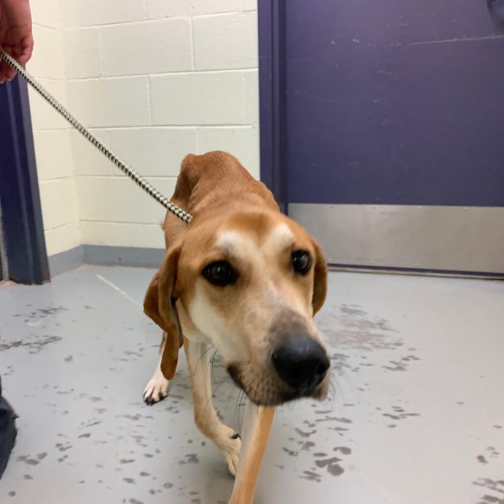 Enlarge Ricky, a Adoptable mixed breed in Charlottesville, VA image 5/6