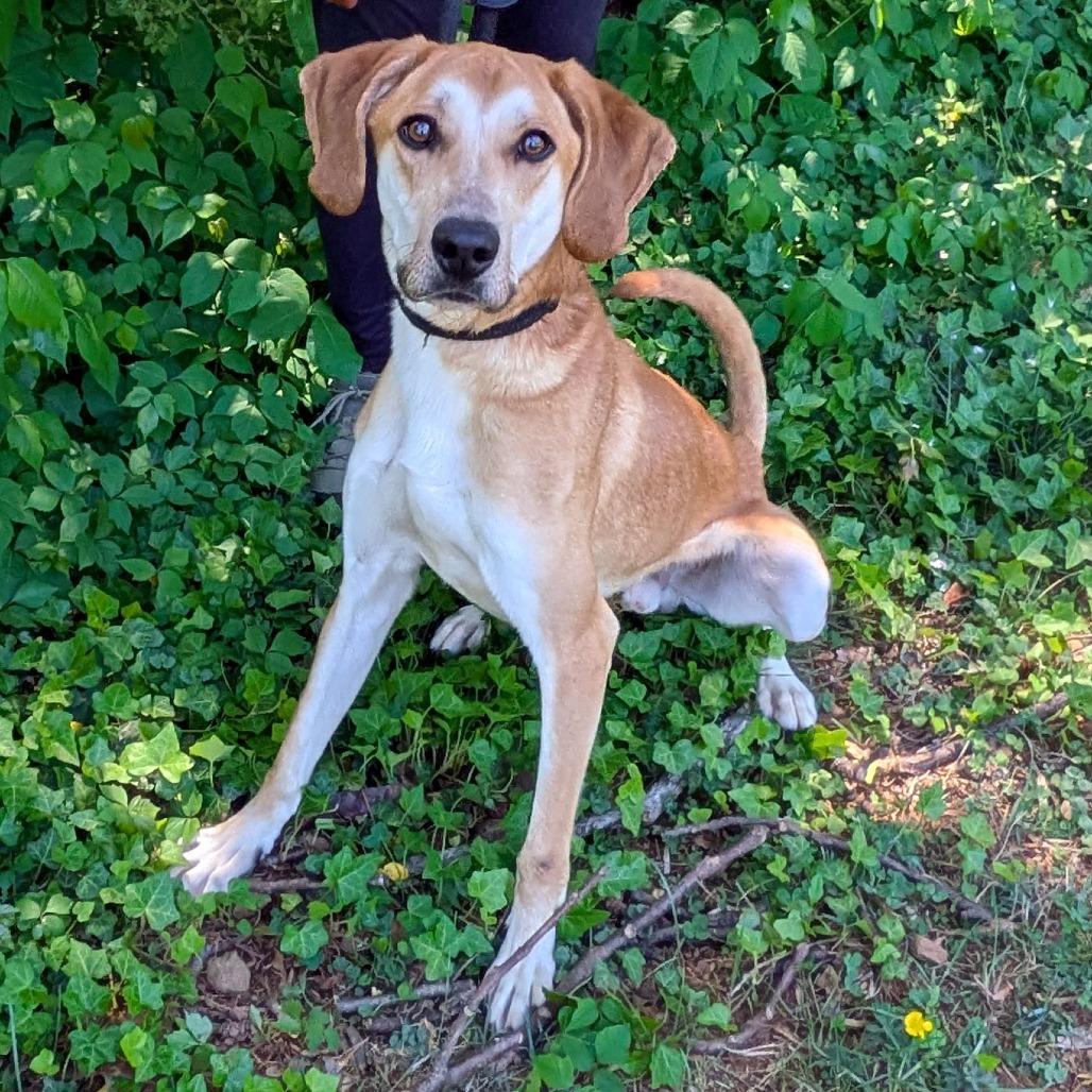 Enlarge Ricky, a Adoptable mixed breed in Charlottesville, VA image 6/6