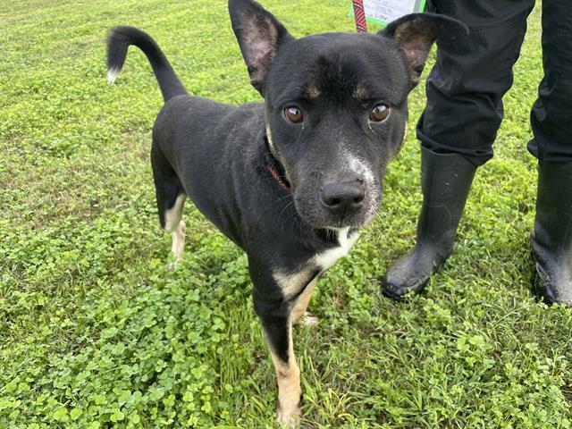 Enlarge KIPPER, a Adoptable mixed breed in Corpus Christi, TX image 1/1