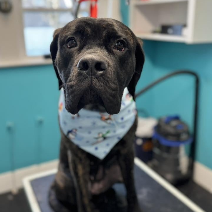 Penelope, adopted, Young Female Mastiff.