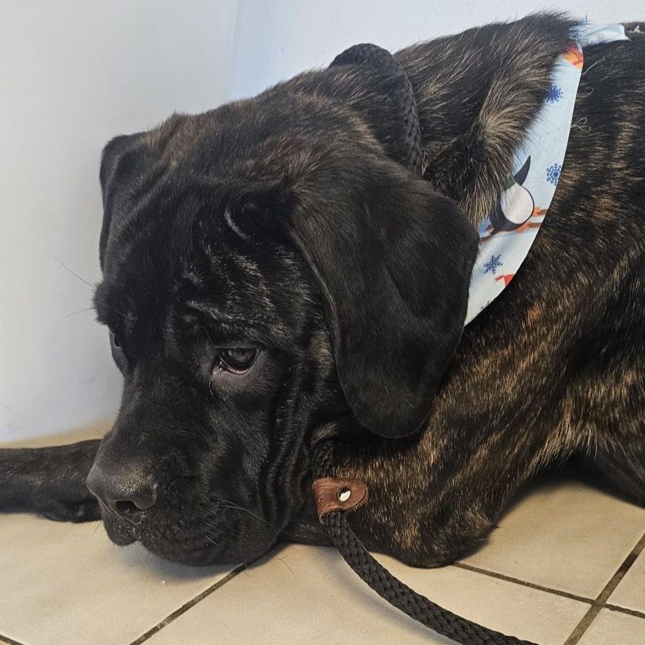 Enlarge Penelope, an adoption pending Mastiff in Attica, MI image 2/3