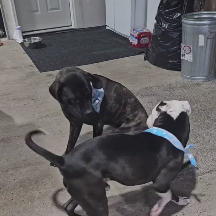 Enlarge Penelope, an adoption pending Mastiff in Attica, MI video 3/3