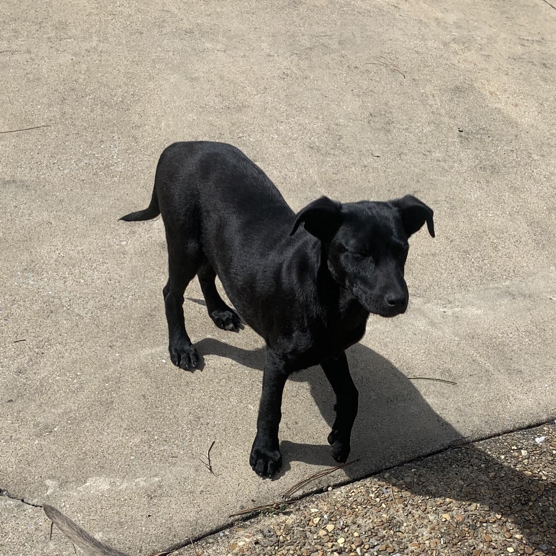 Enlarge Lucy, a Adoptable mixed breed in Gadsden, AL image 2/4