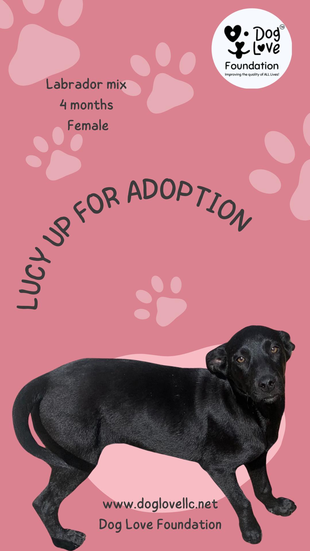 Lucy, Adoptable, Young Female Black Labrador Retriever & German Shepherd Dog.