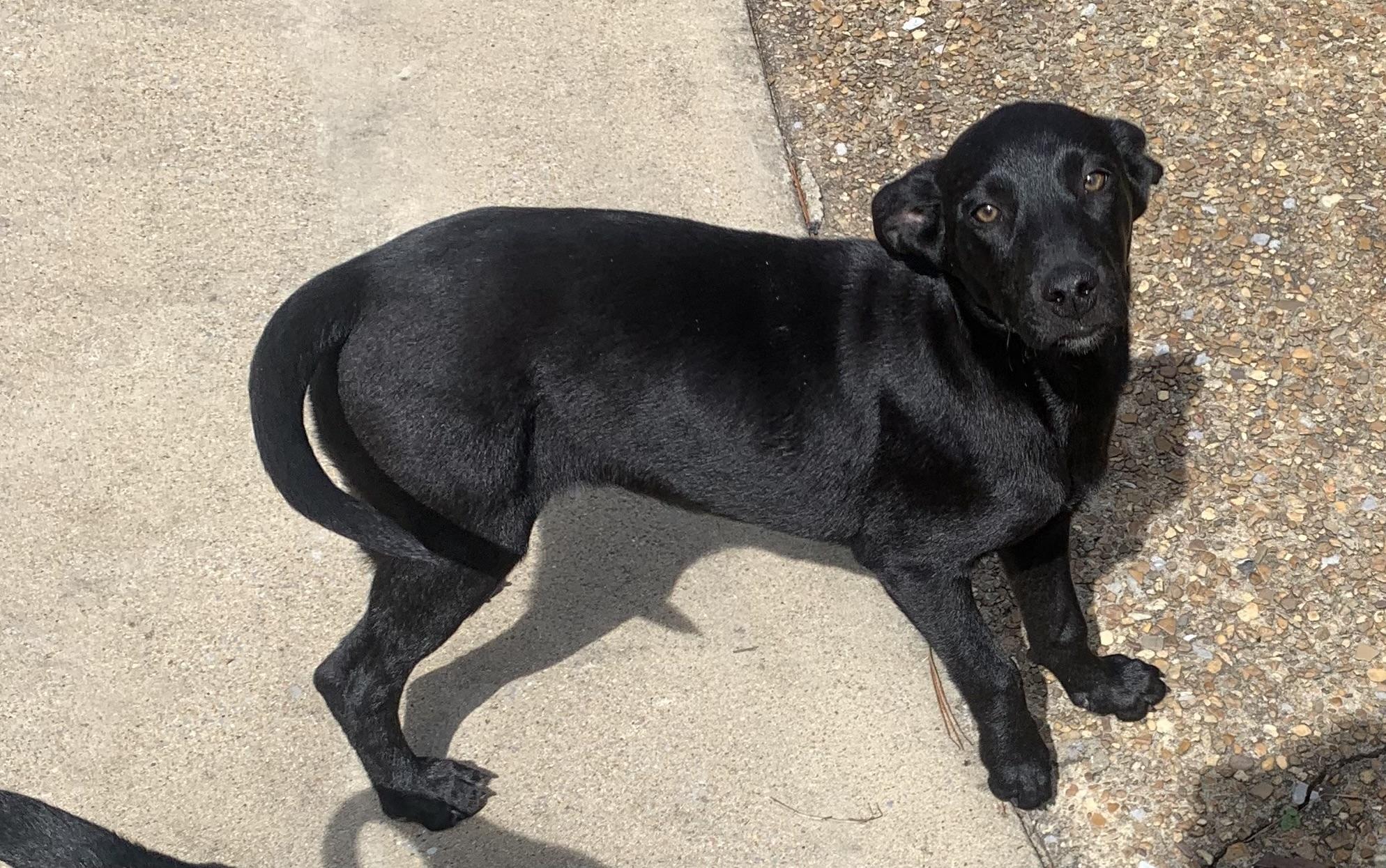 Enlarge Lucy, a Adoptable mixed breed in Gadsden, AL image 3/4