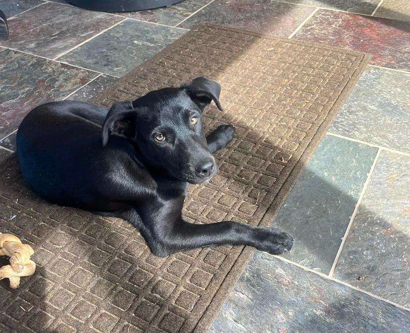 Enlarge Lucy, a Adoptable mixed breed in Gadsden, AL image 4/4