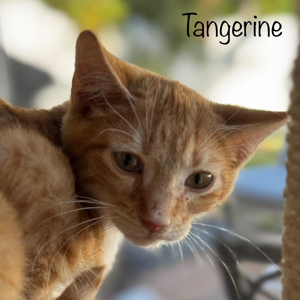 Tangerine, a Adoptable Domestic Short Hair in TITUSVILLE, FL image 1/2