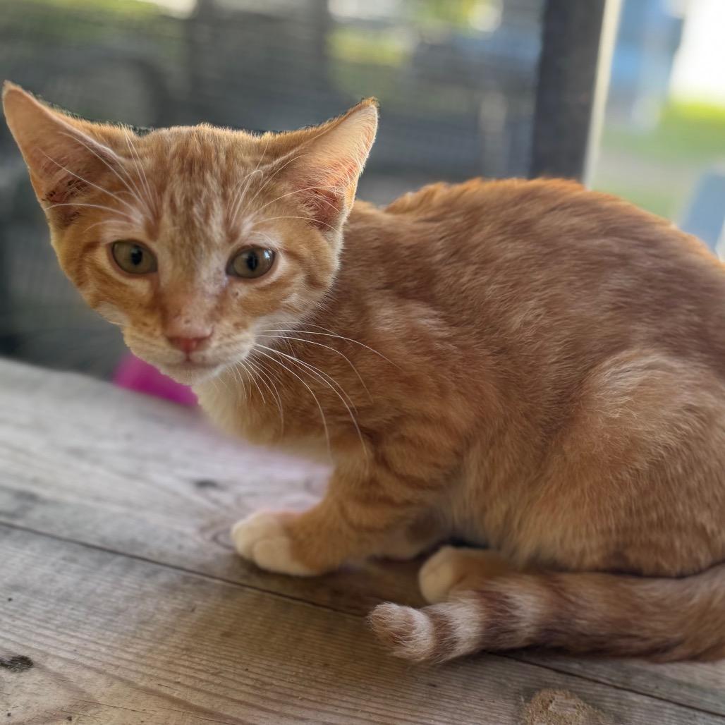 Tangerine, a Adoptable Domestic Short Hair in TITUSVILLE, FL image 2/2