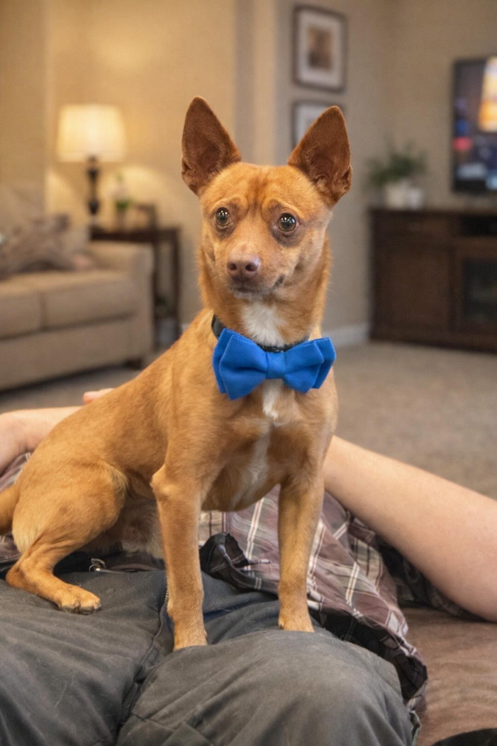 Enlarge Vinny, a ADOPTABLE mixed breed in Phoenix, AZ image 1/4