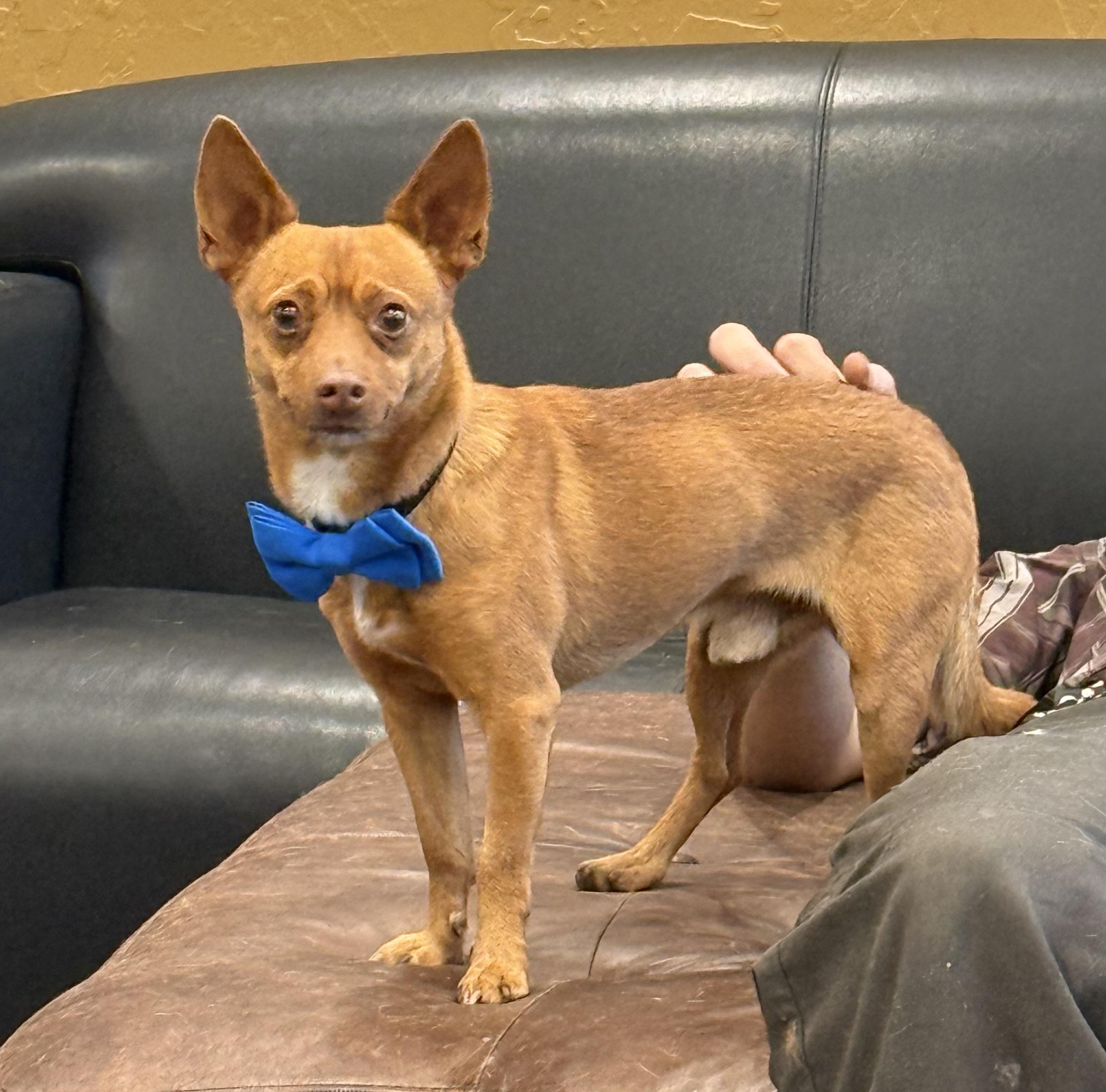 Enlarge Vinny, a ADOPTABLE mixed breed in Phoenix, AZ image 3/4